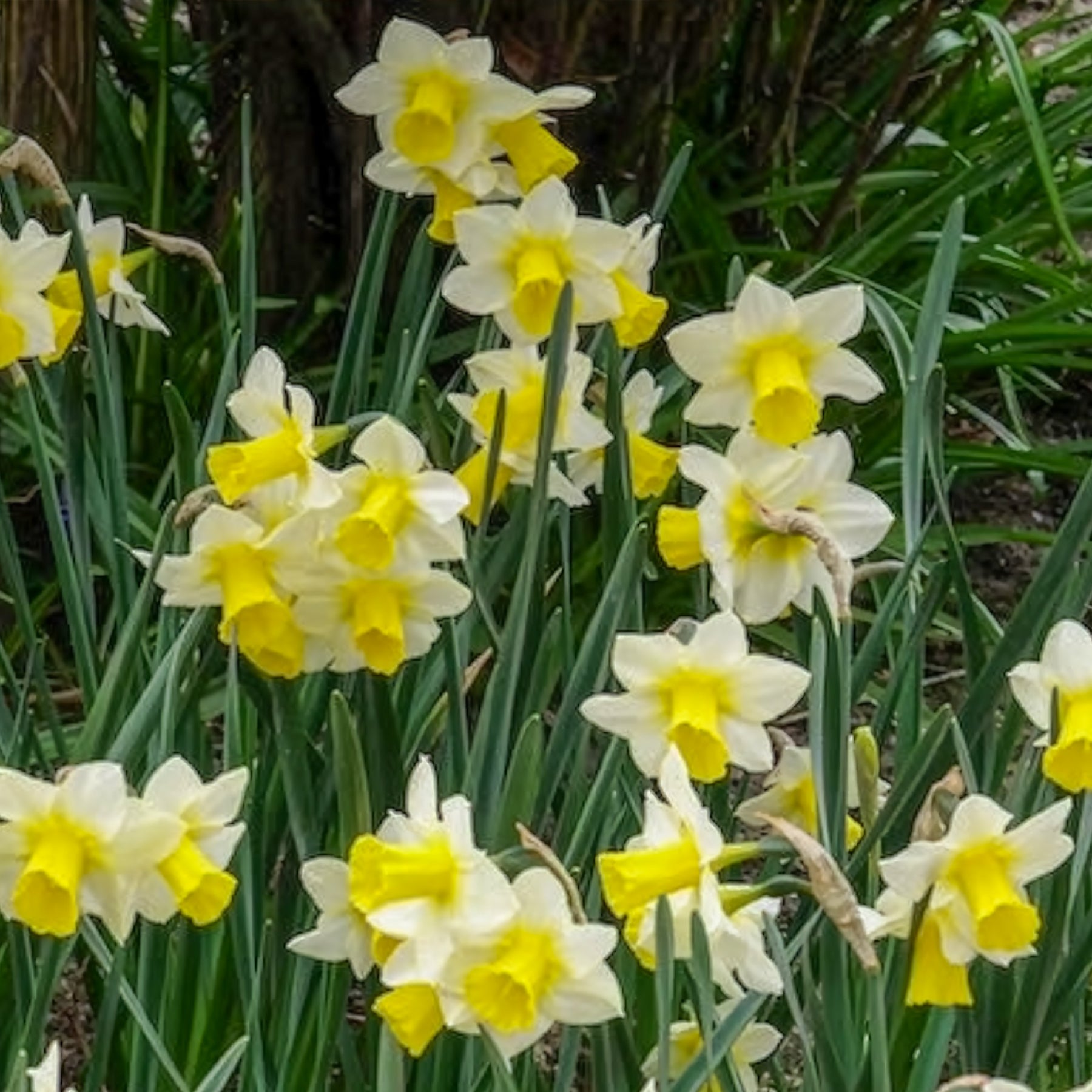 Narcissen Golden Echo (x7) - Narcissus 'golden echo' - Willemse