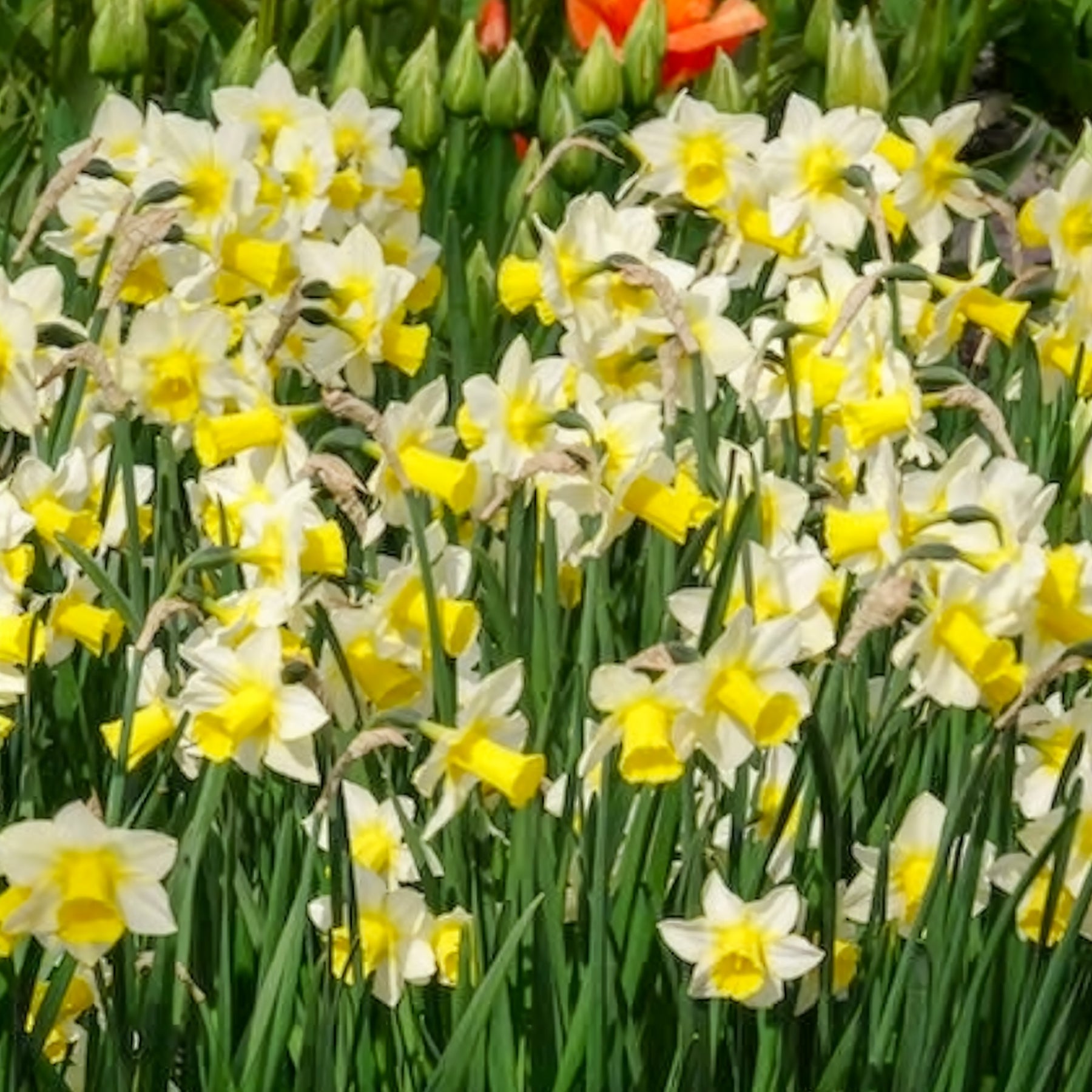 Narcissen Golden Echo (x7) - Narcissen - Willemse
