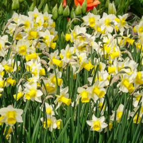 Narcissen Golden Echo (x7) - Narcissen - Willemse
