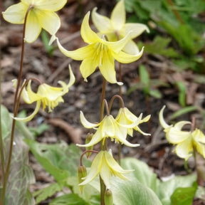 Voorjaarsbloeiers - Pagode erythronium - Erythronium 'pagoda'