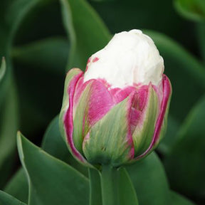 Verkoop Dubbele IJsroom tulp (x7) - Tulipa Ice Cream