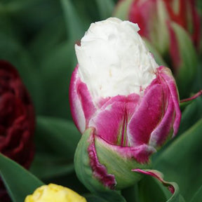 Tulpen - Dubbele IJsroom tulp (x7) - Tulipa Ice Cream