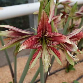 Amaryllis Mystica - Hippeastrum Mystica - Willemse