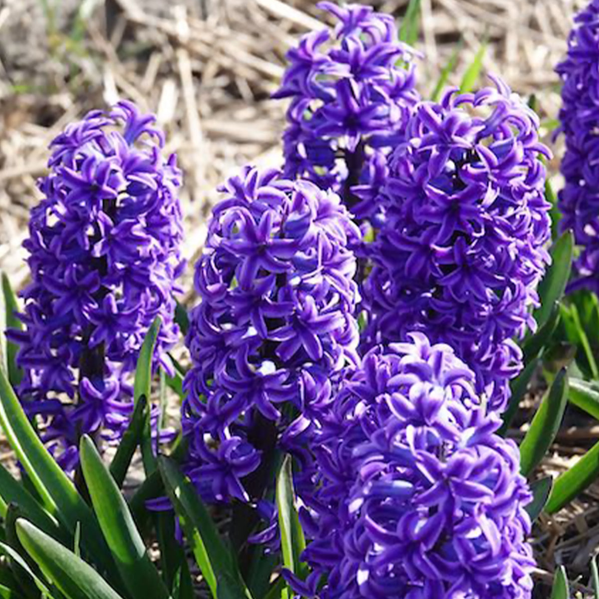 Verkoop Hyacint Blue Jacket - Hyacinthus orientalis Blue Jacket