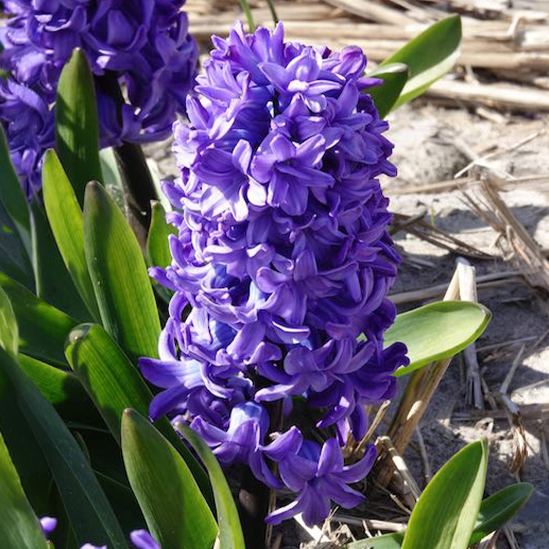 Hyacint - Hyacint Delft Blue - Hyacinthus orientalis Delft Blue