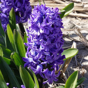 Hyacint - Hyacint Delft Blue - Hyacinthus orientalis Delft Blue
