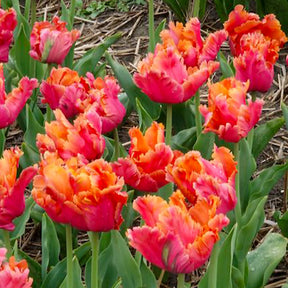 7 Papegaaitulpen Amazing Parrot - Tulpen - Willemse