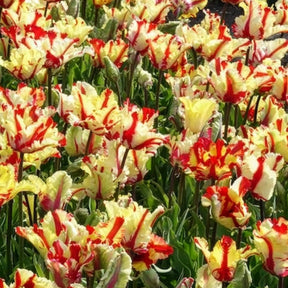 Verkoop Papegaaitulpen Flaming Parrot - Tulipa Flaming Parrot
