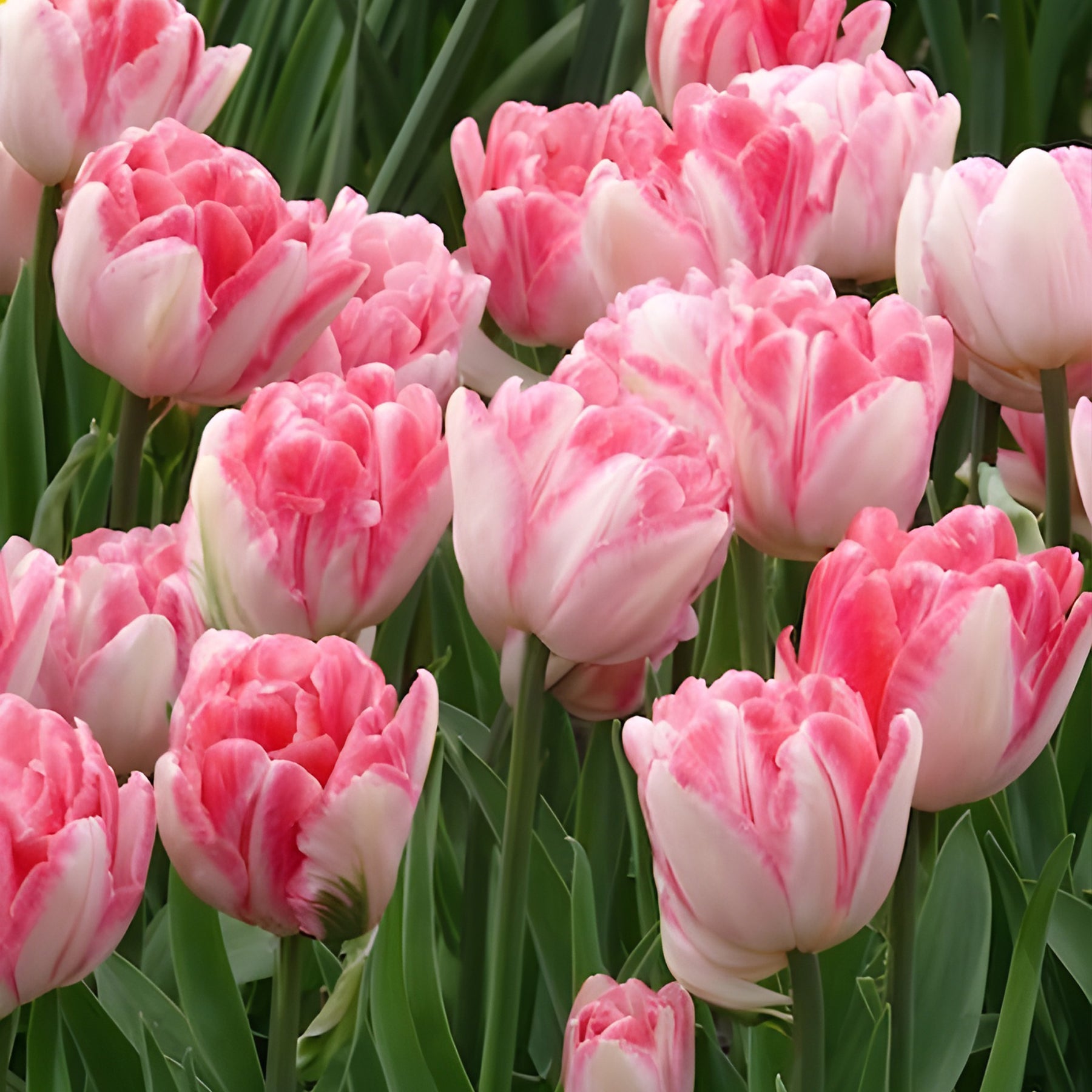 Dubbelbloemige tulp 'Foxtrot' (x10) - Tulpen - Willemse