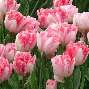Dubbelbloemige tulp 'Foxtrot' (x10) - Tulpen - Willemse