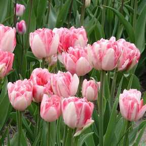Verkoop Dubbelbloemige tulp 'Foxtrot' (x10) - Tulipa foxtrot