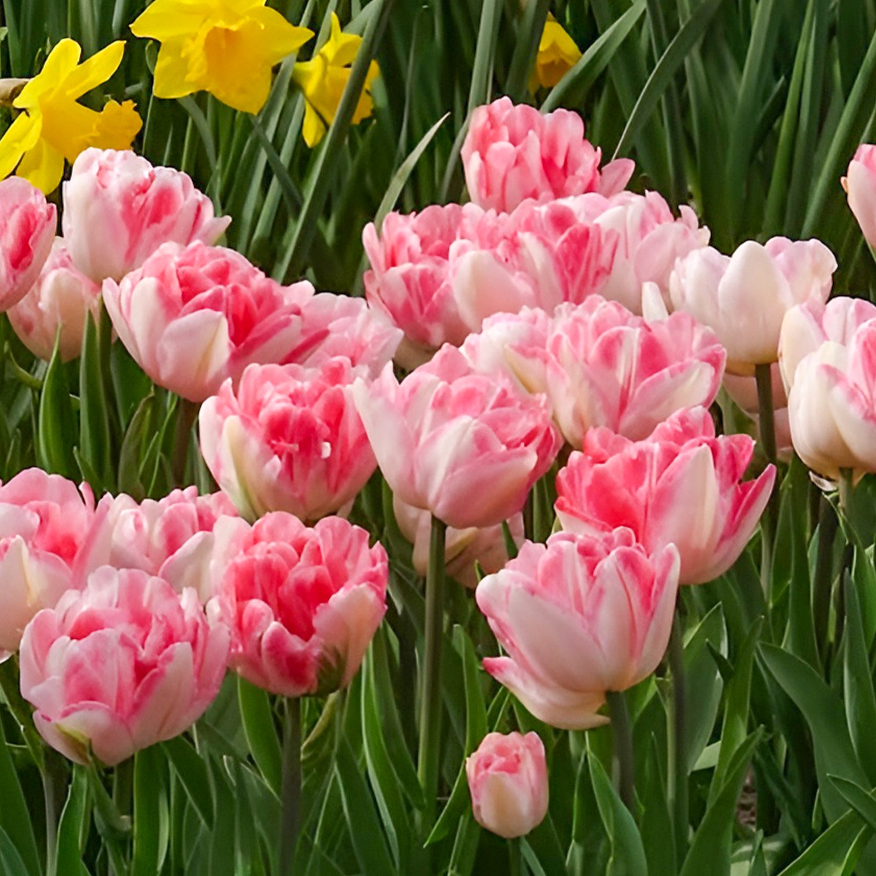 Tulipa foxtrot - Dubbelbloemige tulp 'Foxtrot' (x10) - Tulpen