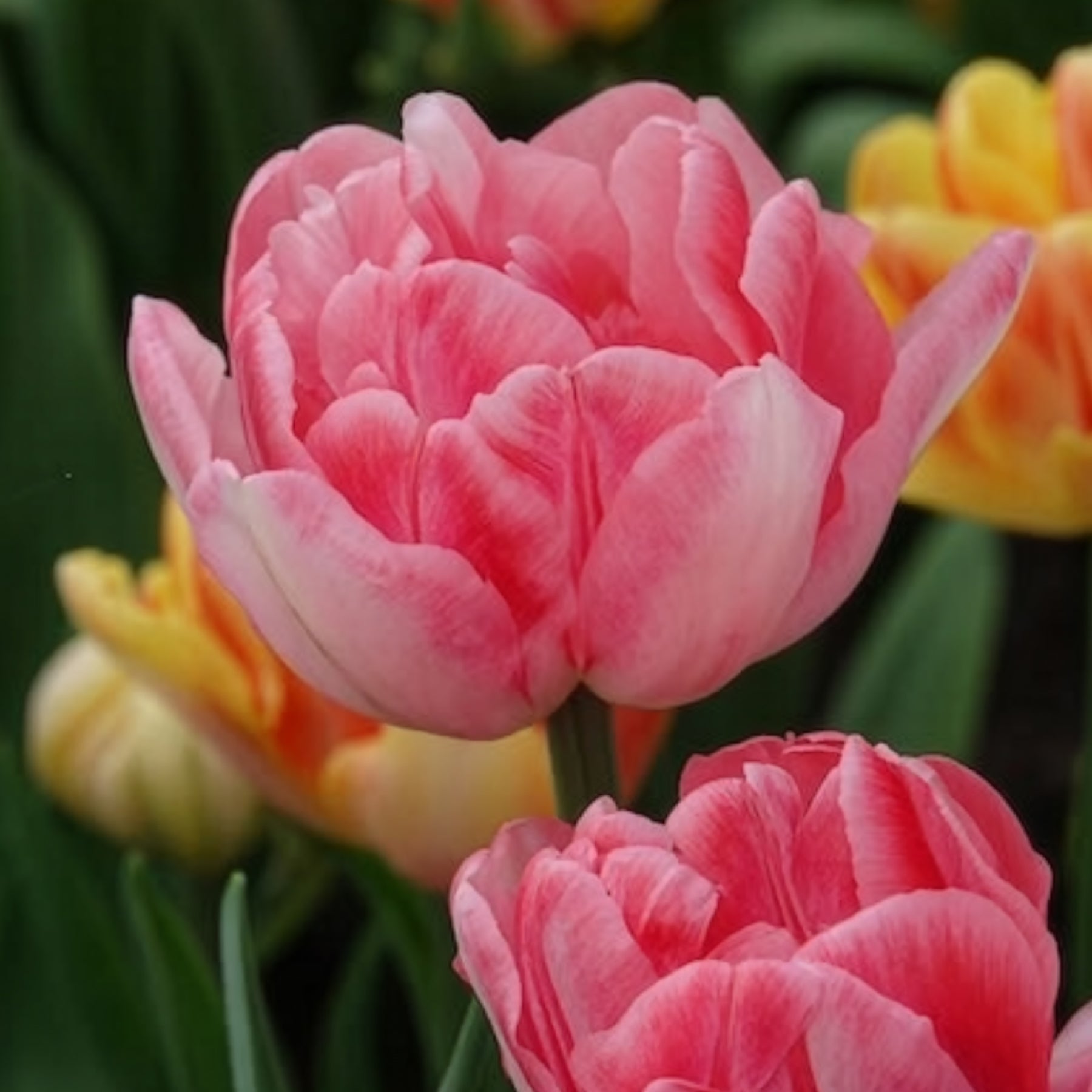 Tulpen - Dubbelbloemige tulp 'Foxtrot' (x10) - Tulipa foxtrot