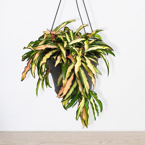 Hoya wayetii Tricolor - Willemse