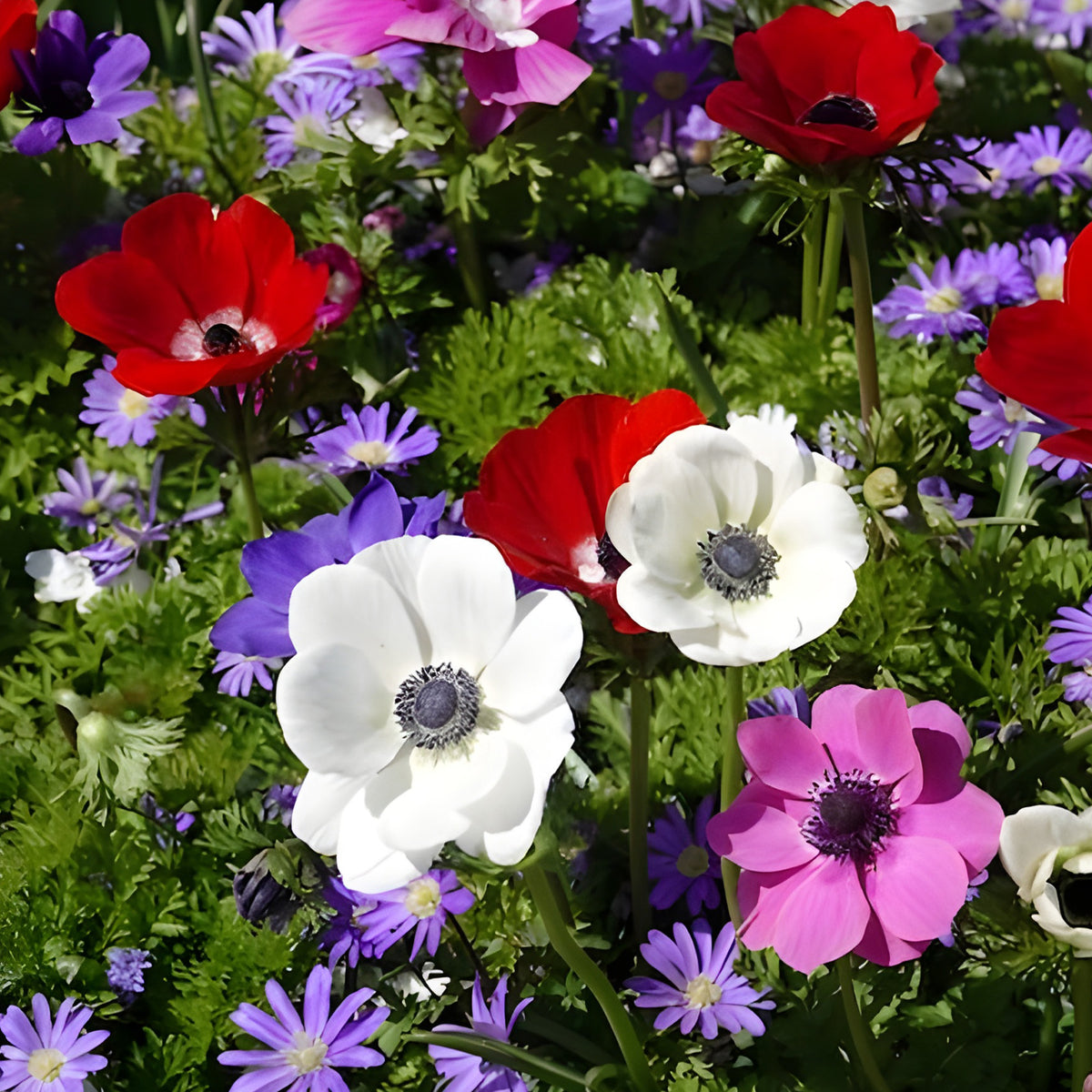 Anemone coronaria de Caen - Anemoon de Caen - Mix - Anemoon