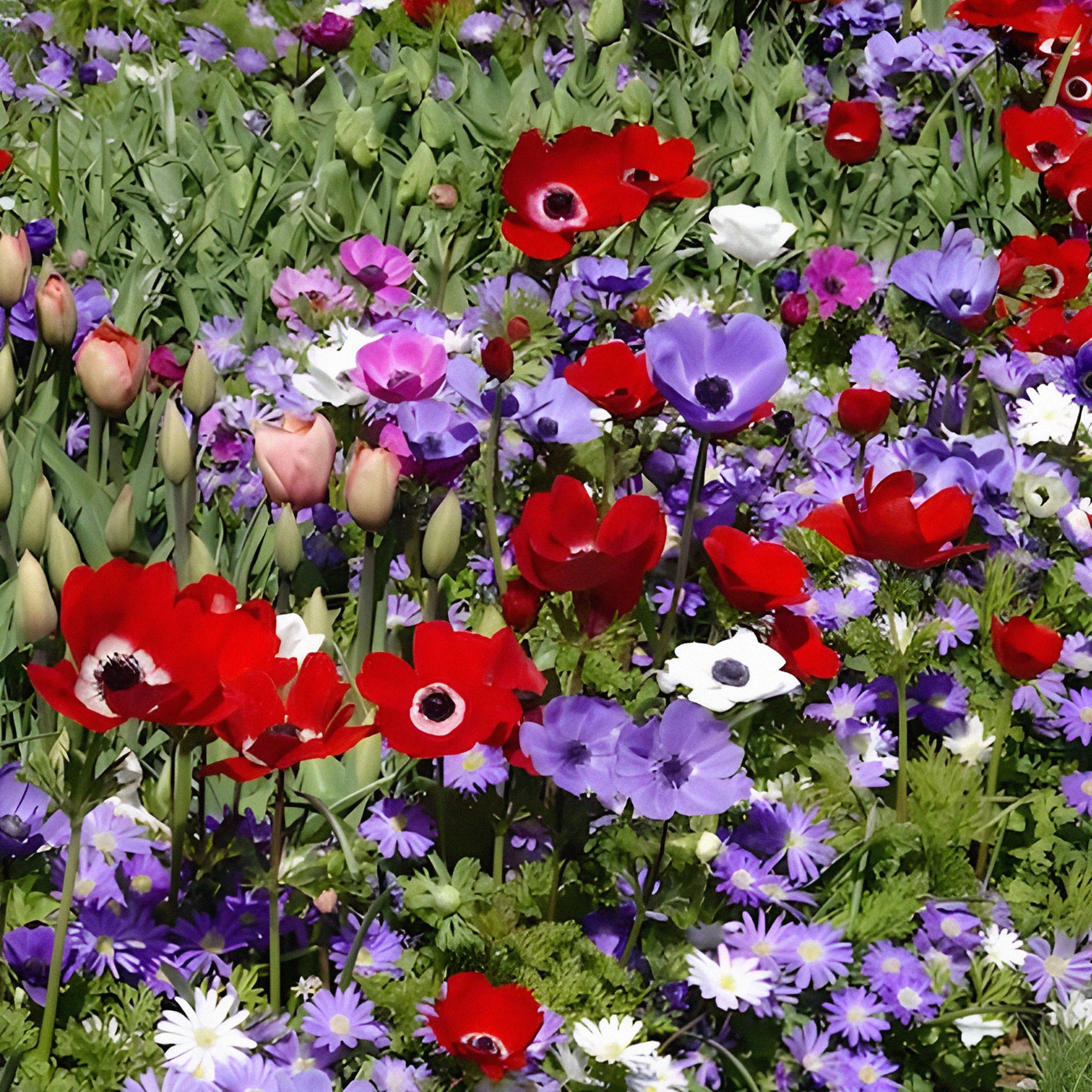 Anemoon de Caen - Mix - Anemone coronaria de Caen - Willemse