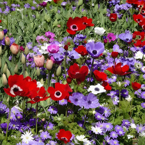 Anemoon de Caen - Mix - Anemone coronaria de Caen - Willemse