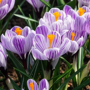 Grootbloemige krokus 'Pickwick' (x15) - Krokus - Willemse