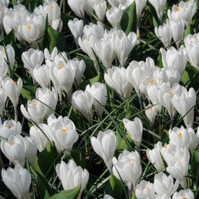 Verkoop Grootbloemige Krokus 'Jeanne d'Arc' (x15) - Crocus vernus jeanne d'arc