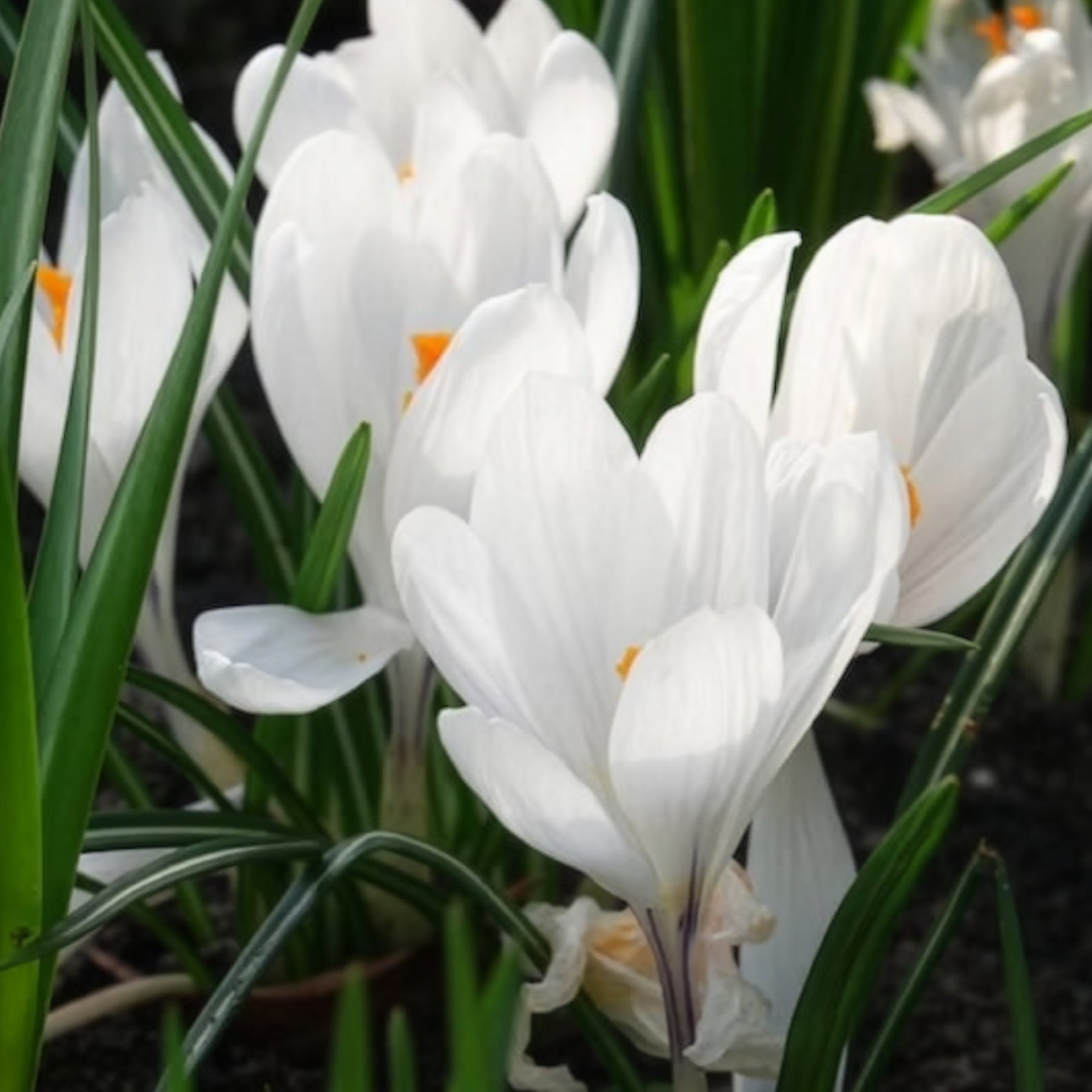 Grootbloemige Krokus 'Jeanne d'Arc' (x15) - Krokus - Willemse