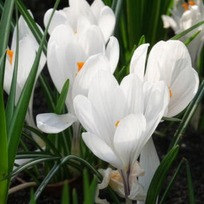 Grootbloemige Krokus 'Jeanne d'Arc' (x15) - Krokus - Willemse