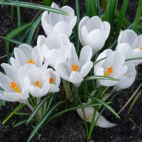 Verkoop Grootbloemige Krokus 'Jeanne d'Arc' (x15)