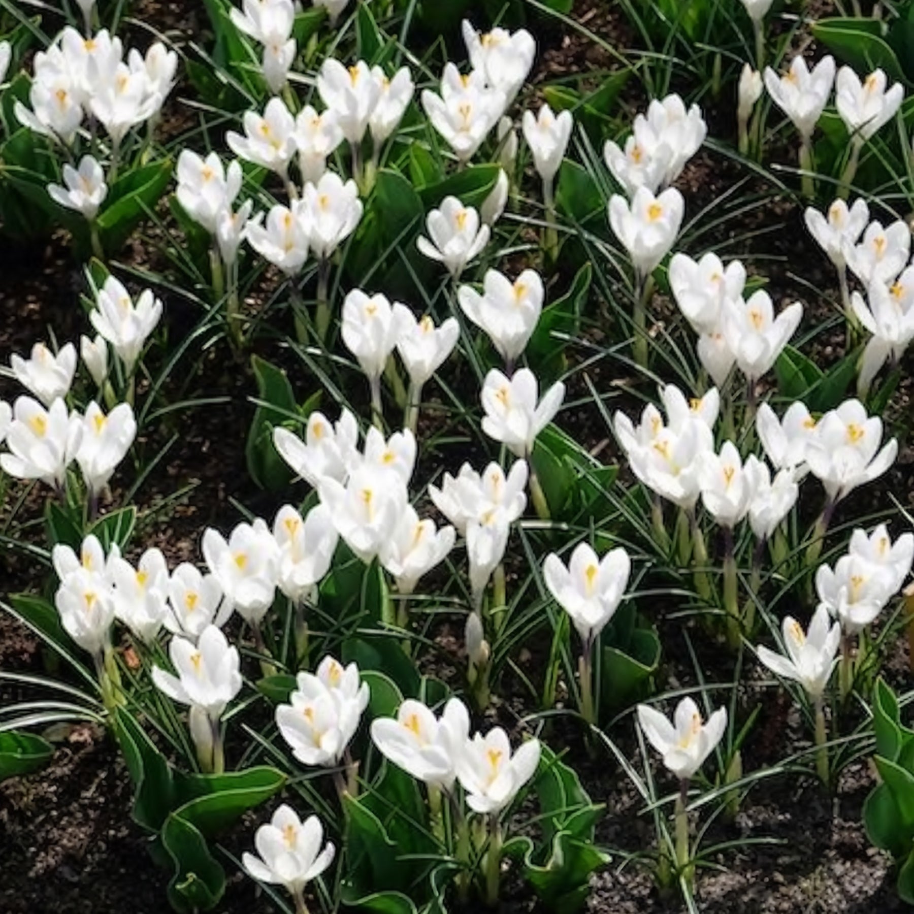 Verkoop Grootbloemige Krokus 'Jeanne d'Arc' (x15) - Krokus