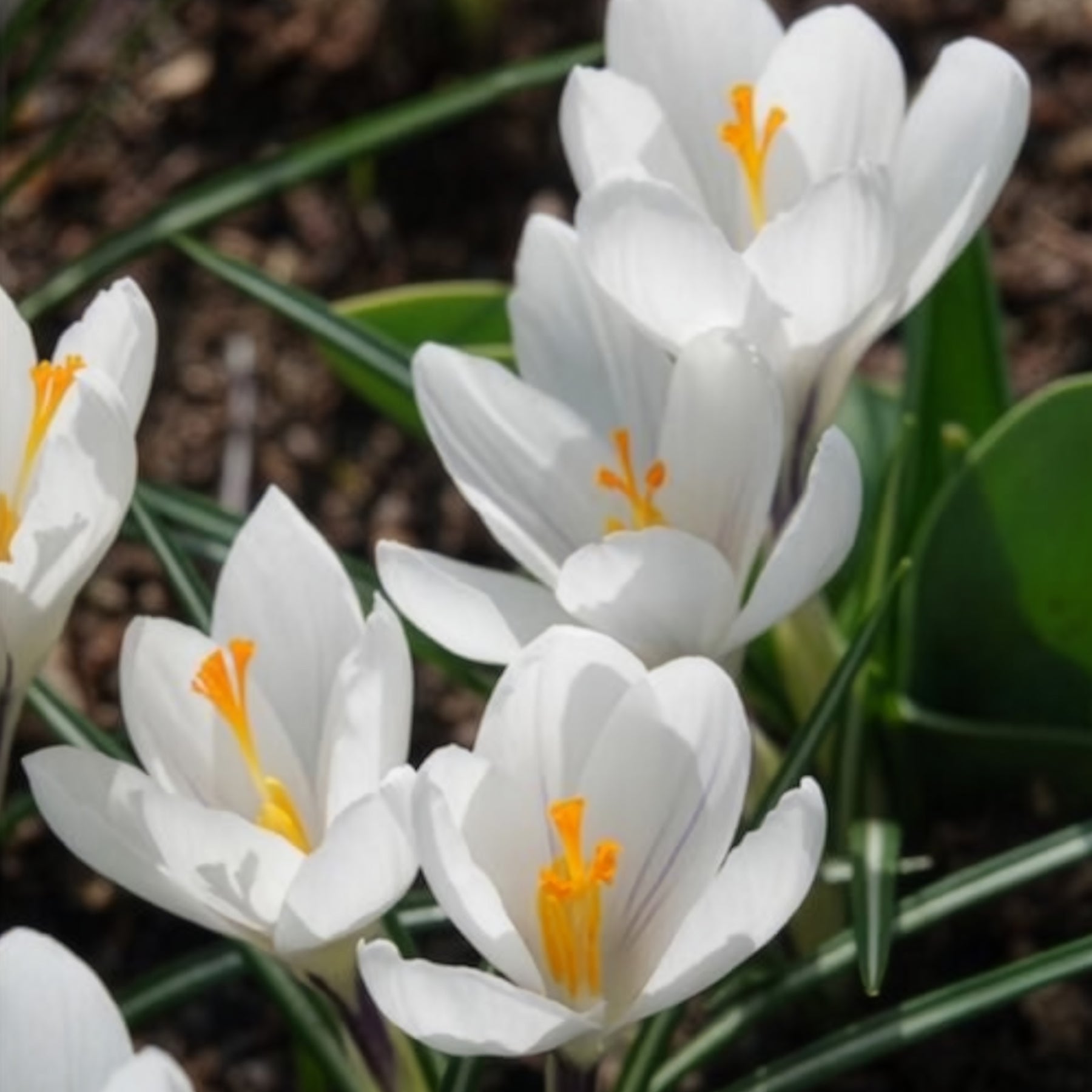 Grootbloemige Krokus 'Jeanne d'Arc' (x15)