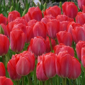 Verkoop Tulp 'Van Eijk' (x10) - Tulipa Van Eijk