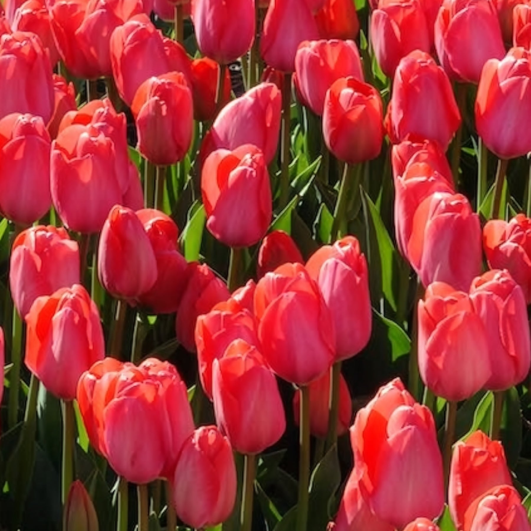Tulp 'Van Eijk' (x10)