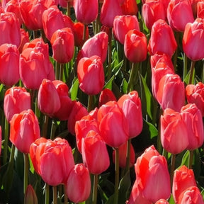 Tulp 'Van Eijk' (x10)