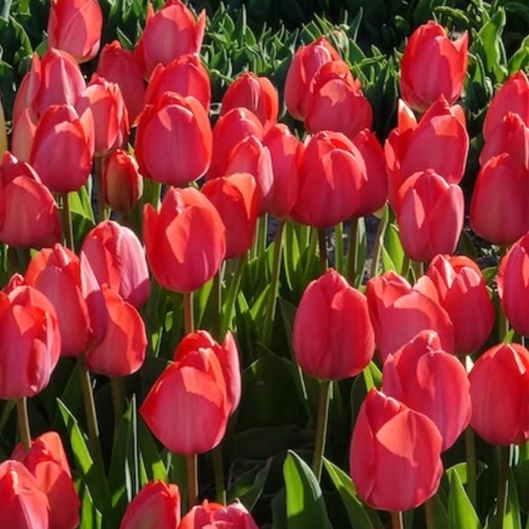 Tulipa Van Eijk - Tulp 'Van Eijk' (x10) - Tulpen