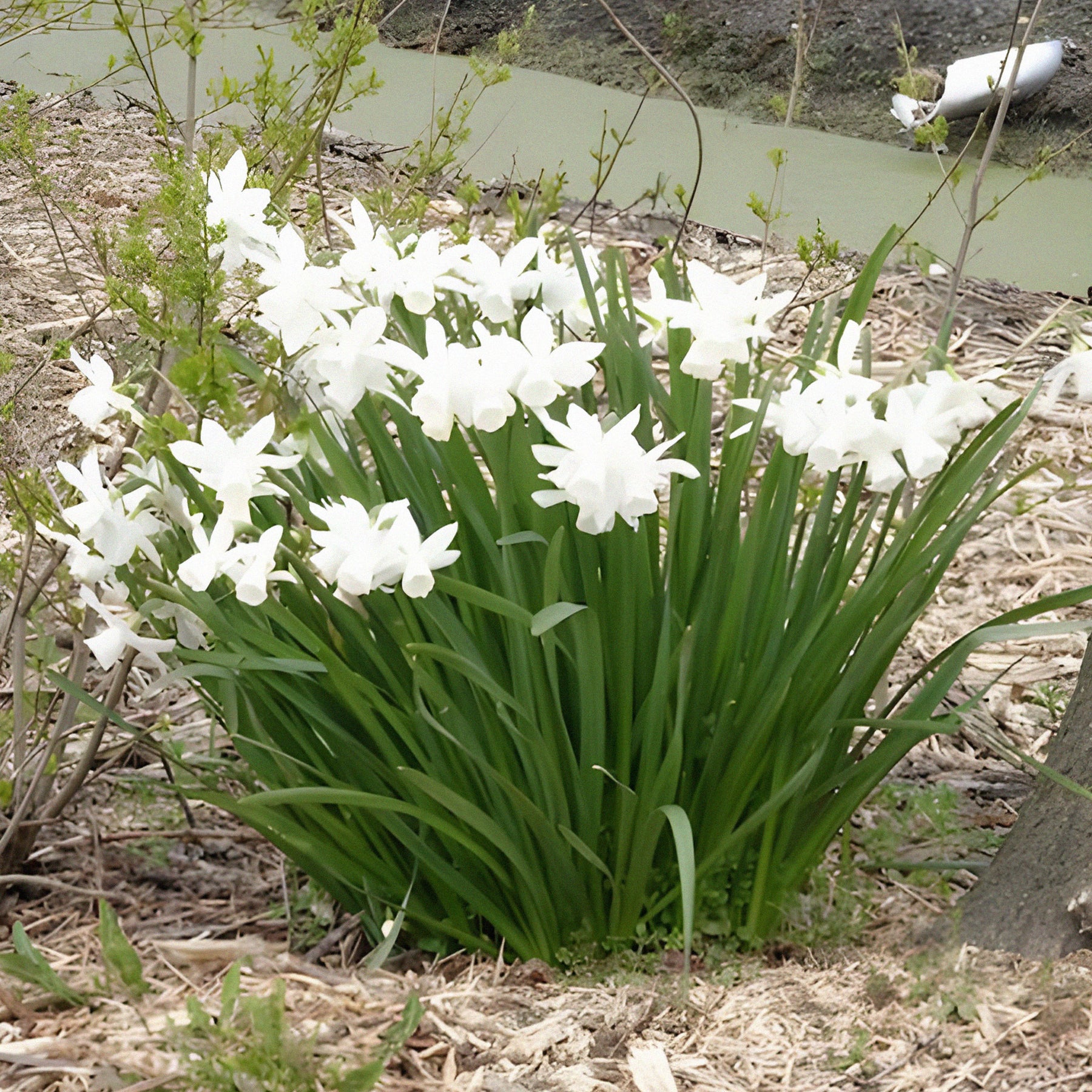 Narcissus triandrus Thalia - Narcis 'Thalia' (x7) - Narcissen