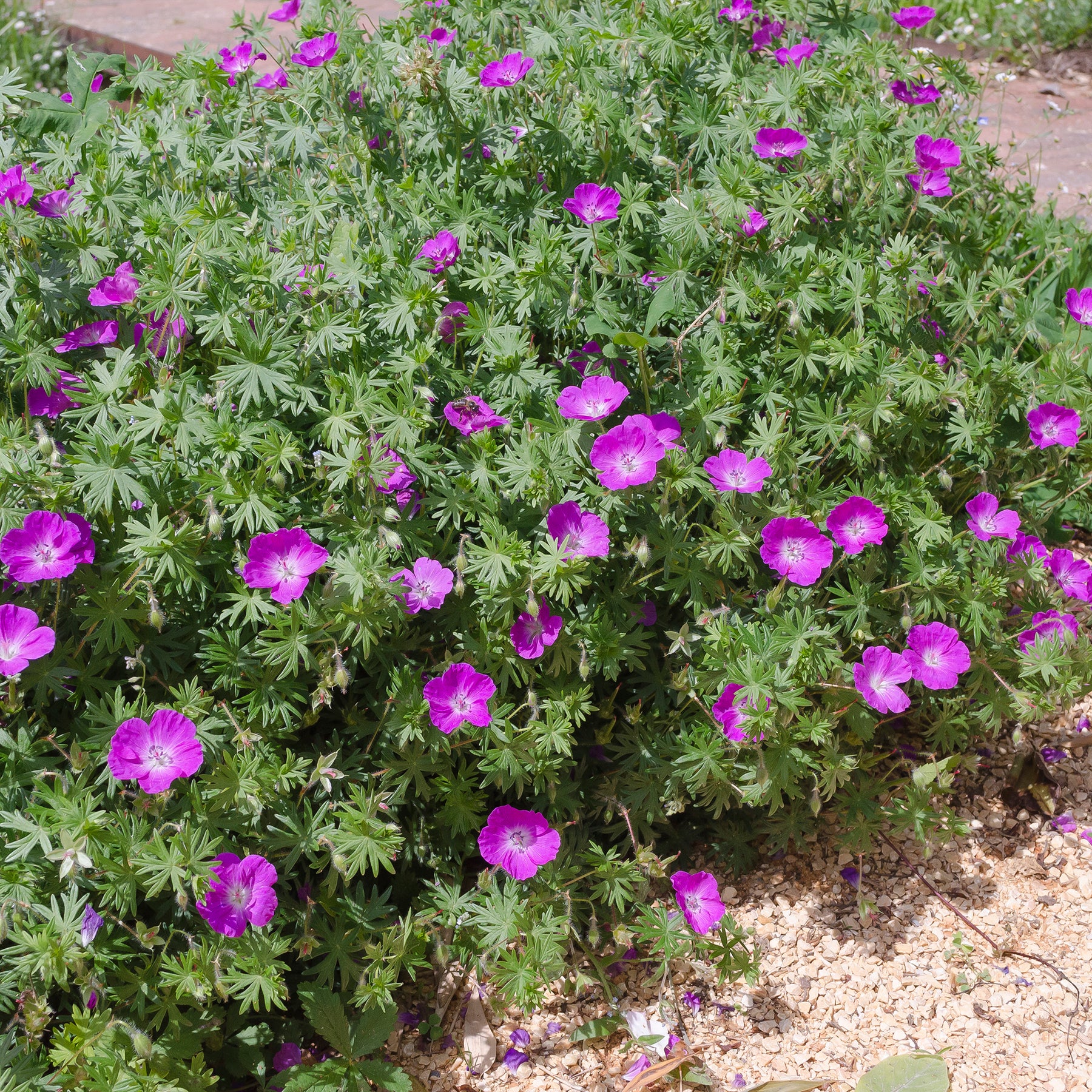 Bloedooievaarsbek 'Elke'