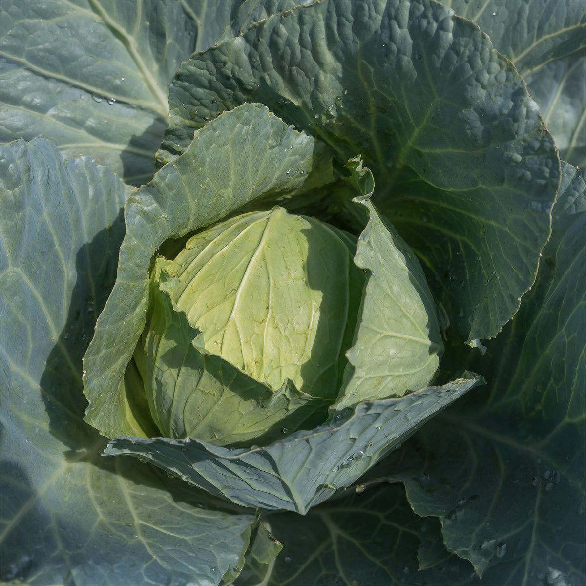 Witte kool Roem van Enkhuizen Bio - Brassica oleracea  capitata roem van enkhuizen 3 - Willemse
