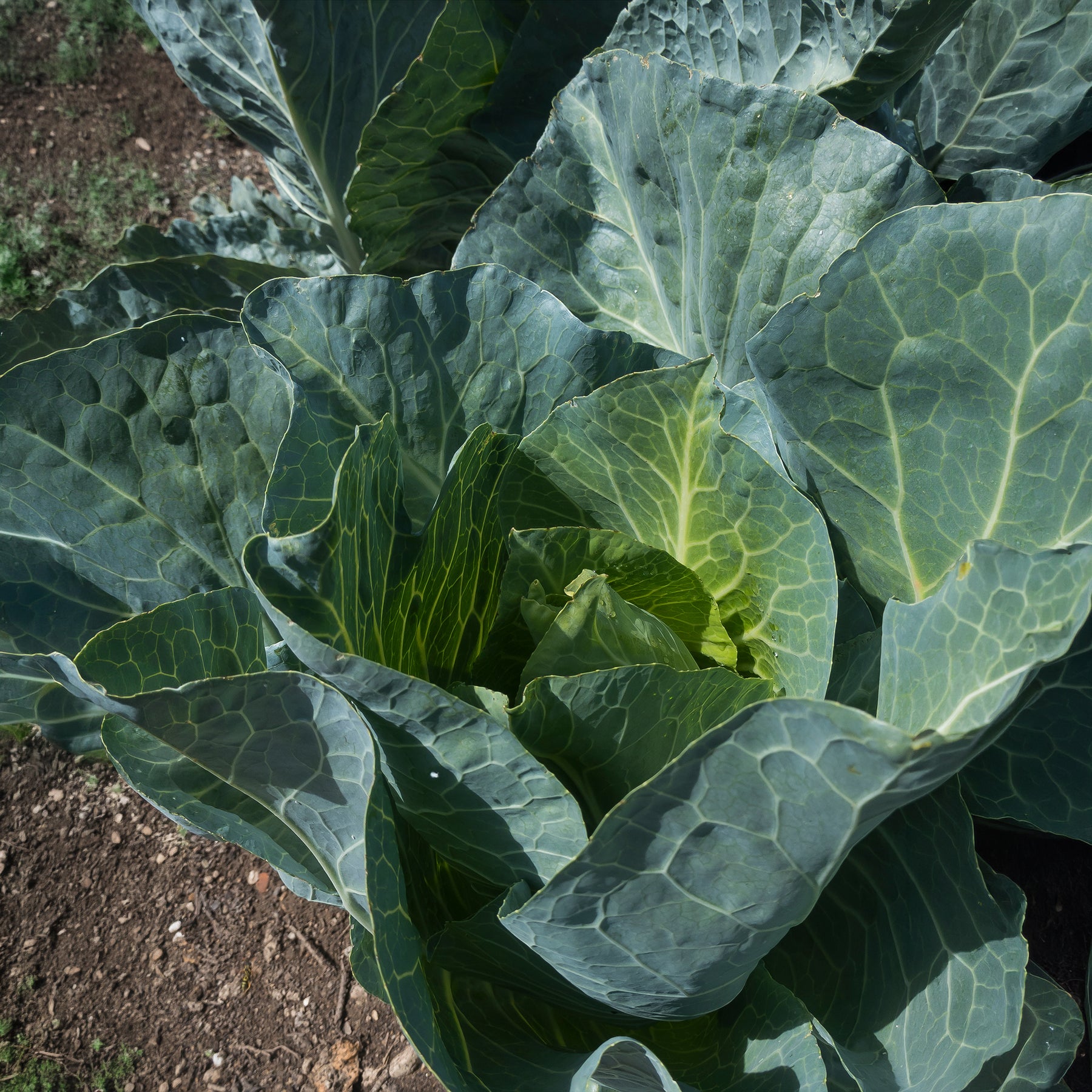 Koolzaden - Witte kool 'Brunswijker' - Brassica oleracea capitata de brunswick
