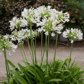 Afrikaanse lelie 'Albus'