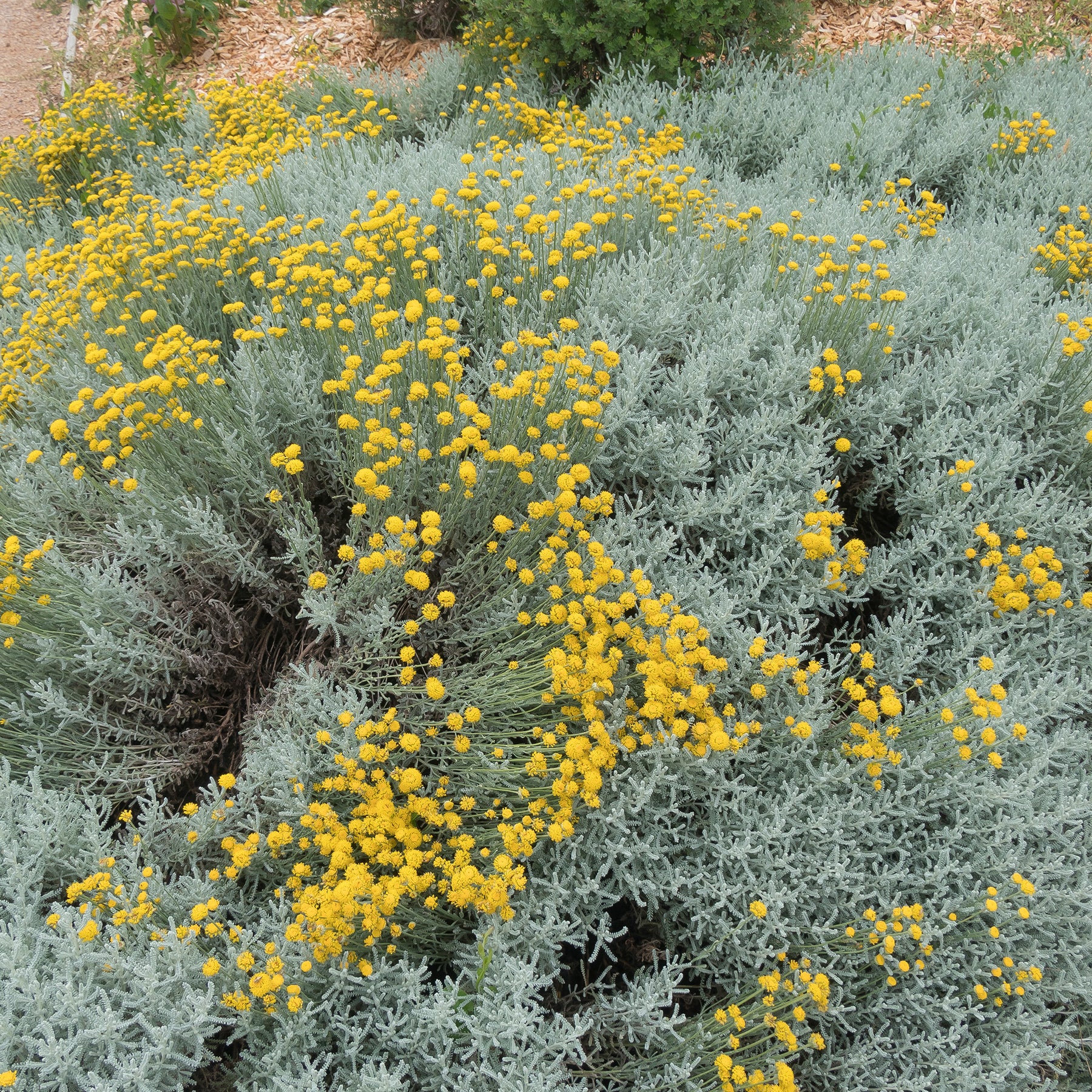 Heiligenbloem - Vaste planten - Willemse
