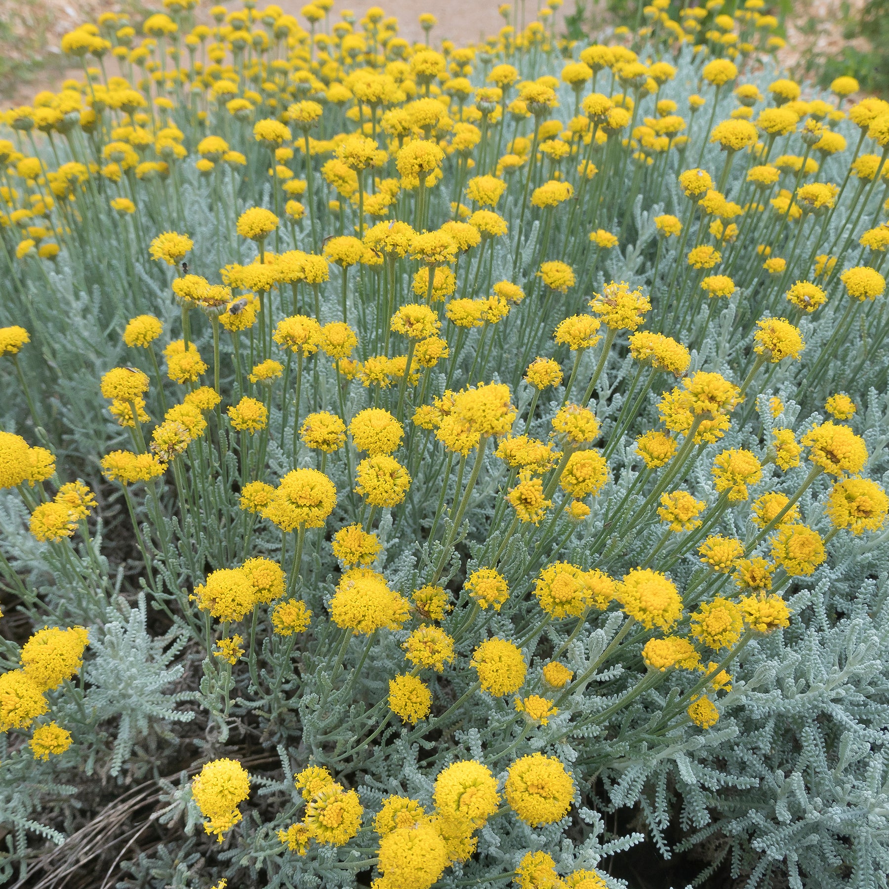 Verkoop Heiligenbloem