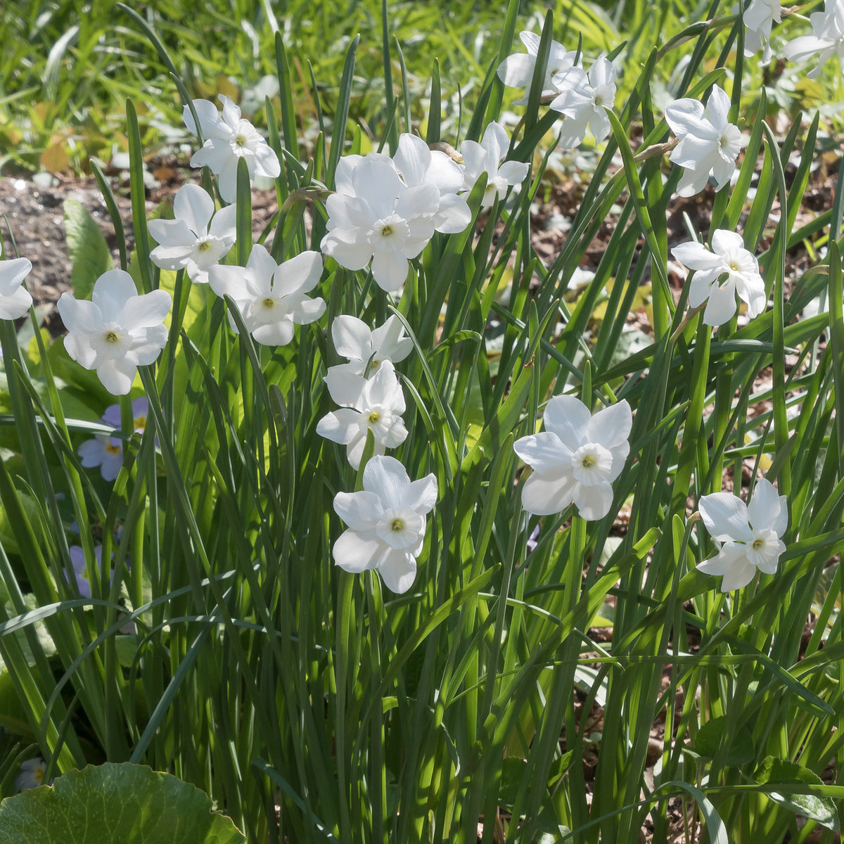 Mini-narcissen Princess Zaide (x5) - Narcissus 'princess zaide' - Willemse