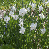 Mini-narcissen Princess Zaide (x5) - Narcissus 'princess zaide' - Willemse