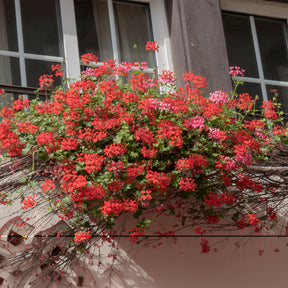 Hanggeranium - Geranium - Pelargonium - Willemse