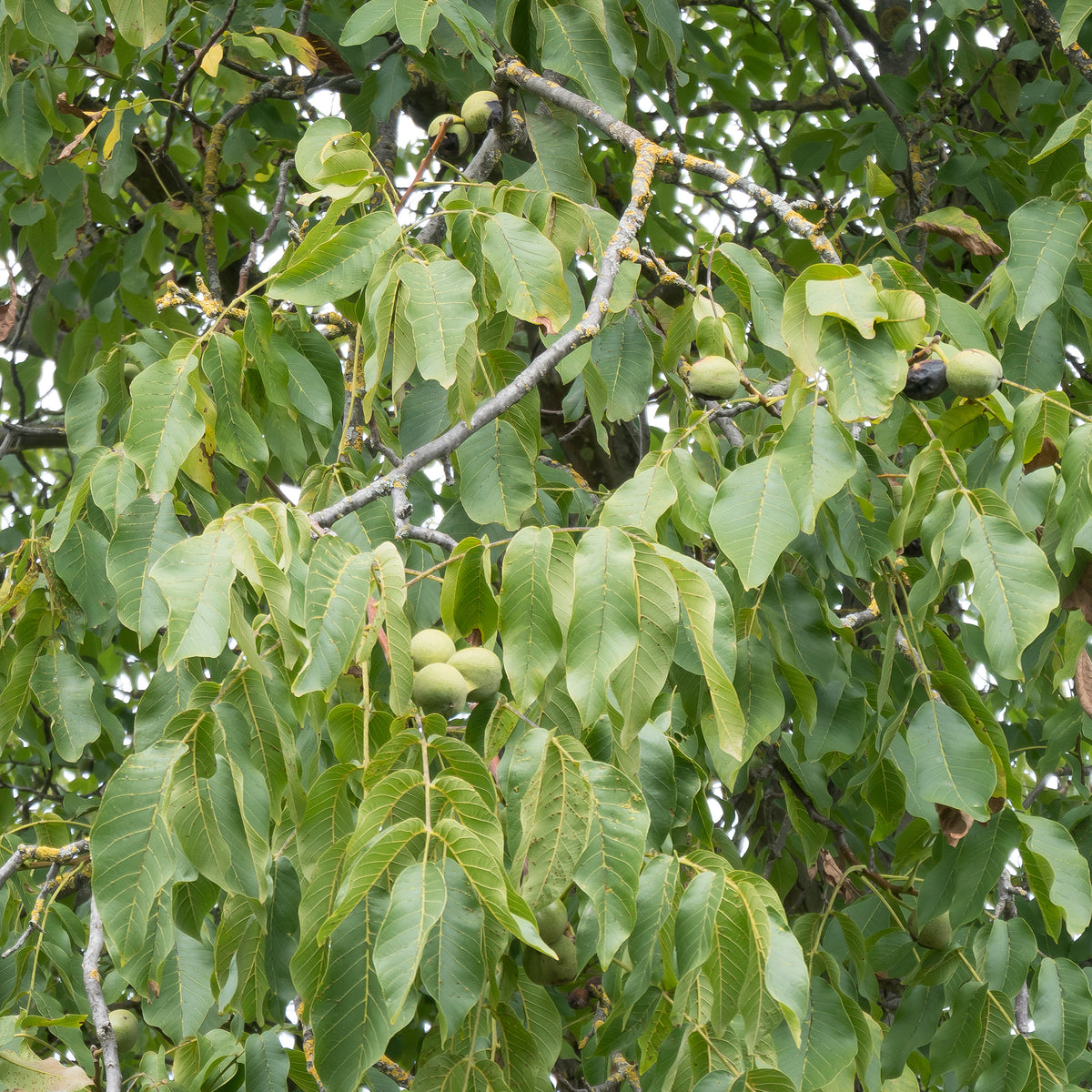 Walnotenboom - Gewone walnoot Chandler - Juglans regia Chandler