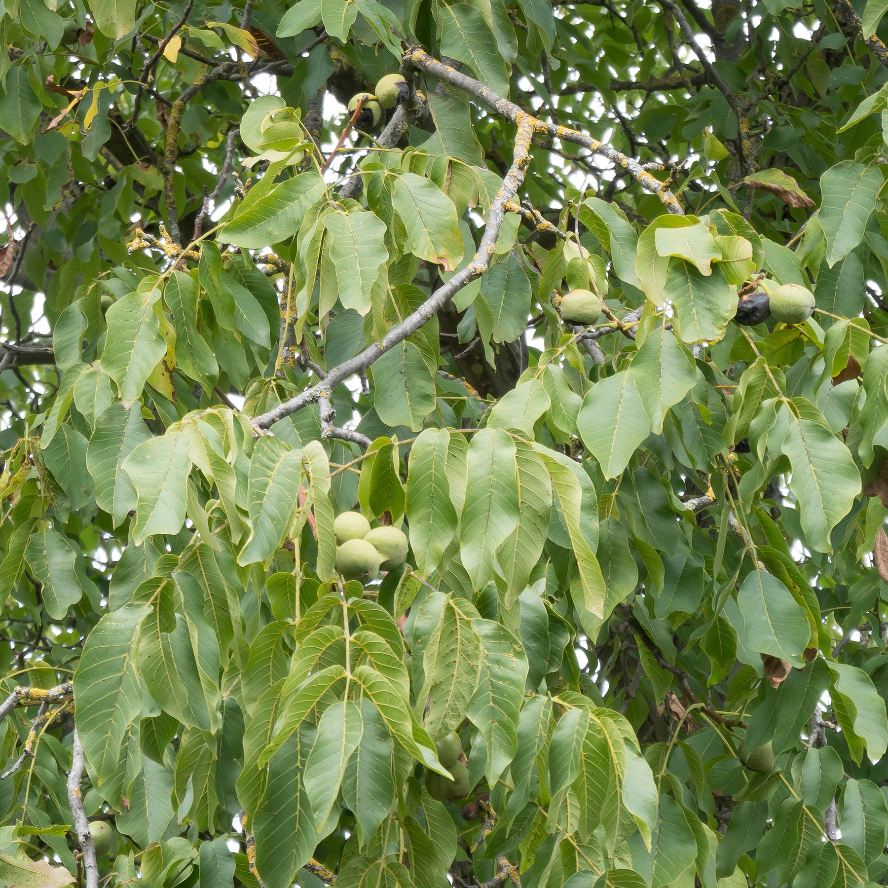 Walnotenboom - Gewone walnoot Chandler - Juglans regia Chandler