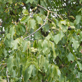 Walnotenboom - Gewone walnoot Chandler - Juglans regia Chandler