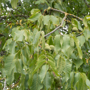 Gewone walnoot Chandler - Juglans regia Chandler - Willemse