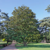 Magnolia grandiflora Alta - Magnolia grandiflora Alta - Willemse