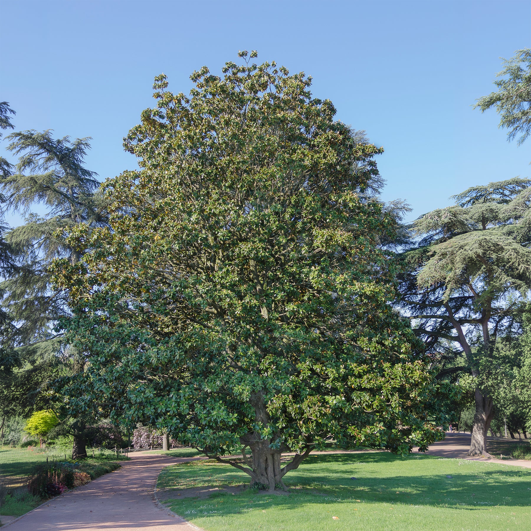 Magnolia grandiflora Alta - Magnolia grandiflora Alta - Willemse