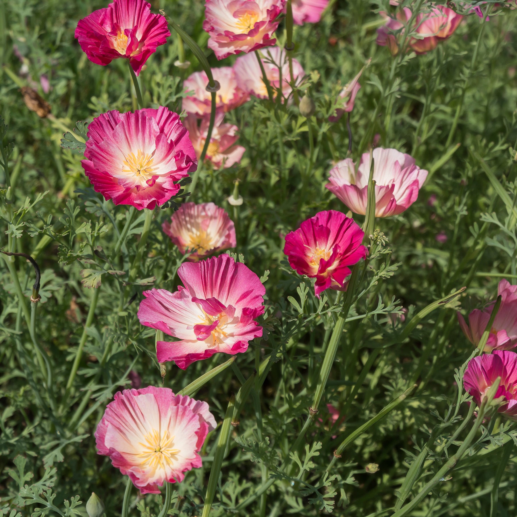 Eenjarige bloemzaden - Slaapmutsje 'Thai Silk Appleblossom' - Eschscholzia californica 'Thai Silk Appleblossom Chiffon imp.'