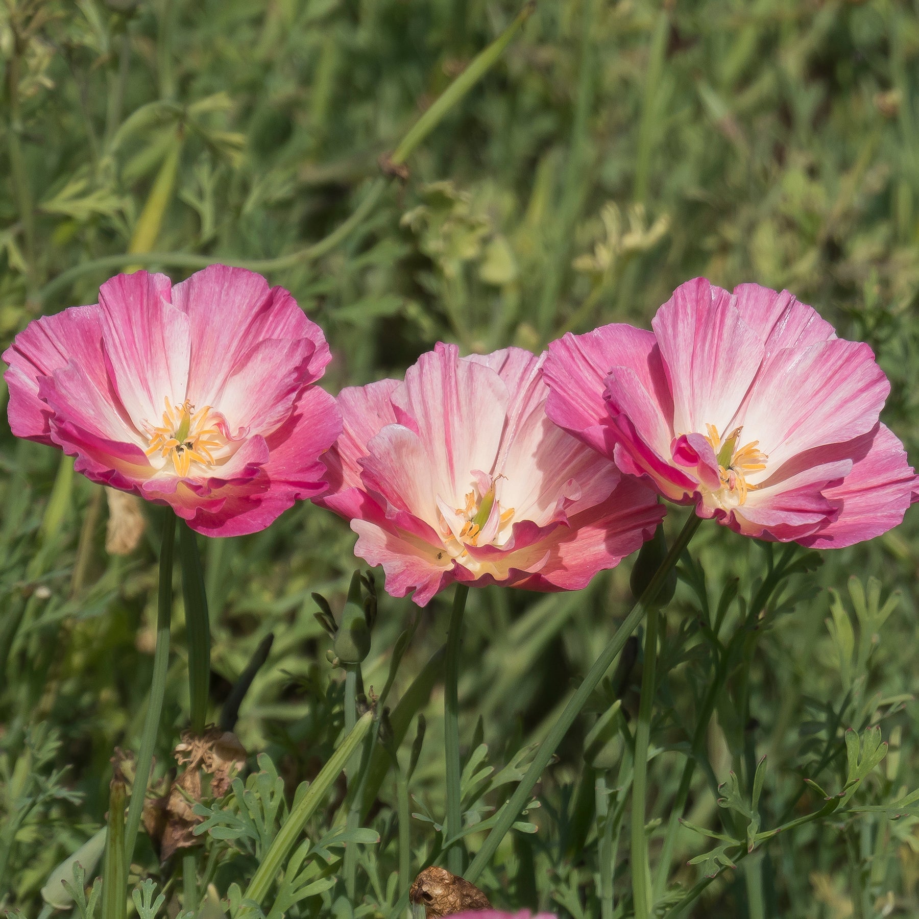 Slaapmutsje 'Thai Silk Appleblossom' - Eenjarige bloemzaden - Willemse